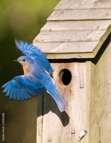 Fotografia Bluebird leaving the birdhouse