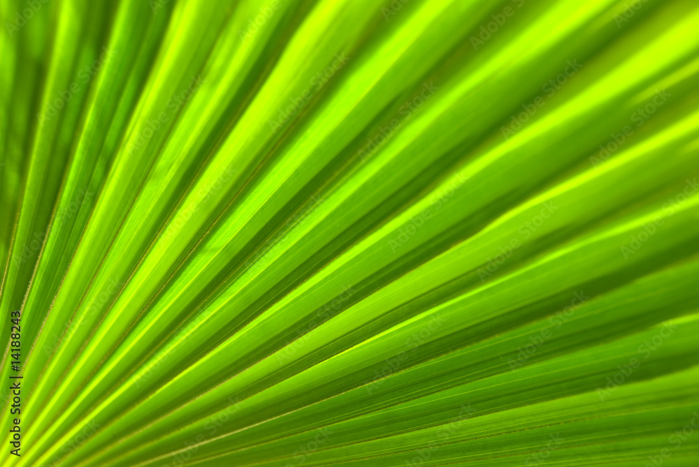 Palm leaf Palm leaf