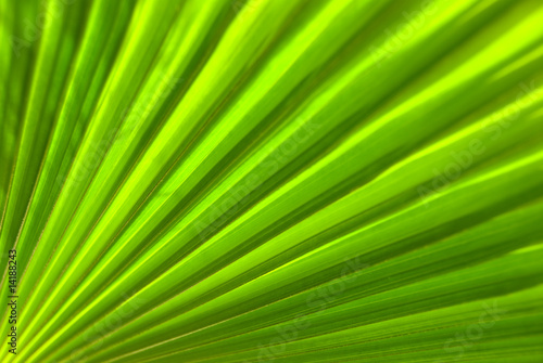 Palm leaf