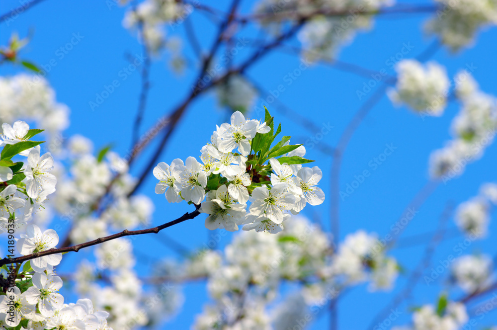 Spring cherry flowers