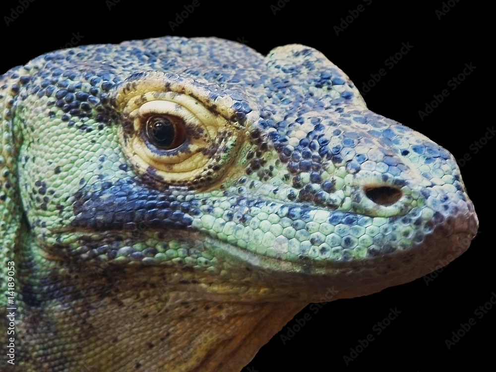 Fototapeta premium Isolated Komodo Dragon