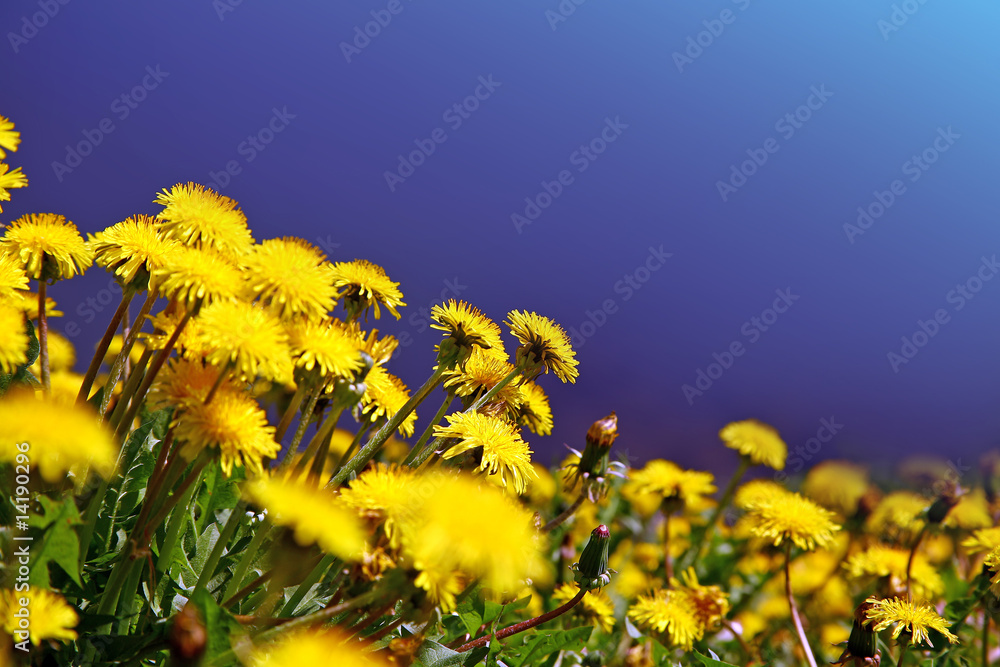 Obraz premium Meadow with yellow dandelions
