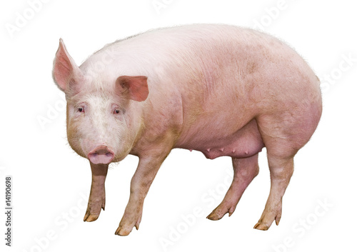 Schwein photo