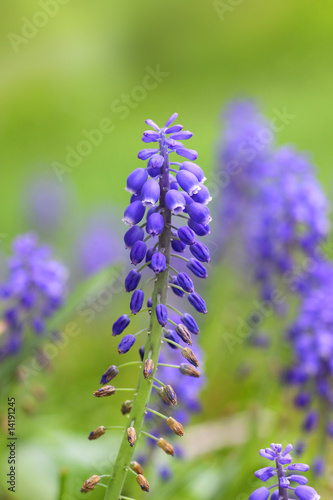 Fototapeta Naklejka Na Ścianę i Meble -  Nepeta Walkers Low