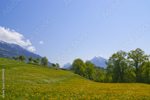 Fr  hling im Walgau