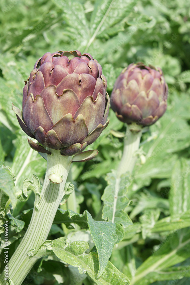 Obraz premium artichaut