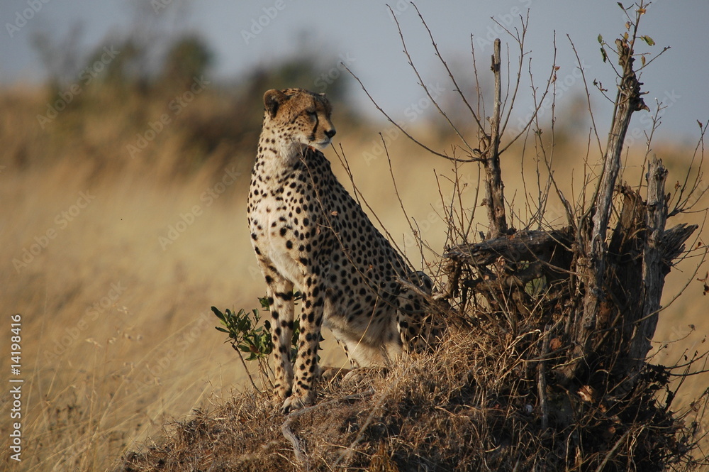 Cheetah (Acinonyx jubatus), Masai Mara, Kenya