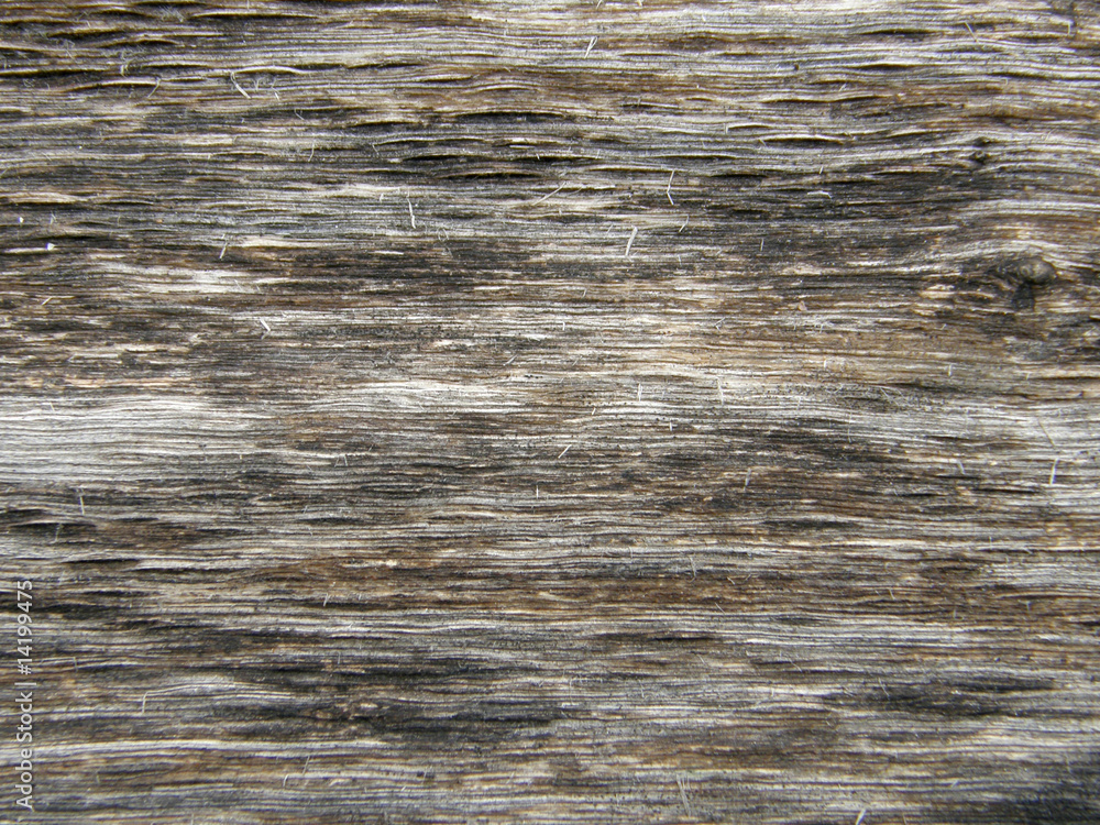 Naklejka premium old tree