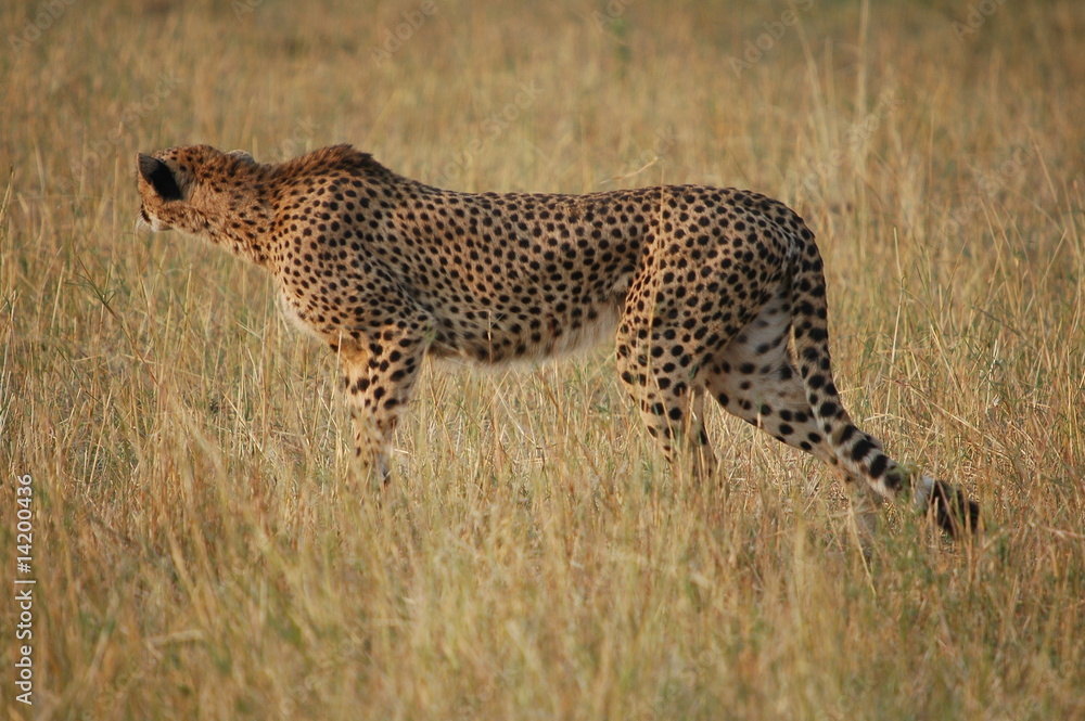 Cheetah (Acinonyx jubatus), Masai Mara, Kenya Cheetah (Acinonyx jubatus), Masai Mara, Kenya