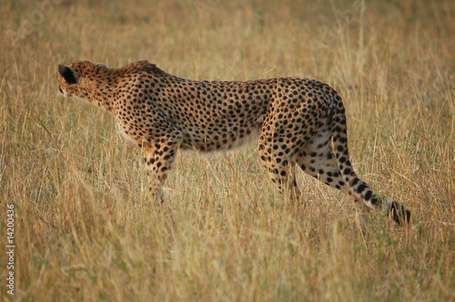 Cheetah (Acinonyx jubatus), Masai Mara, Kenya
