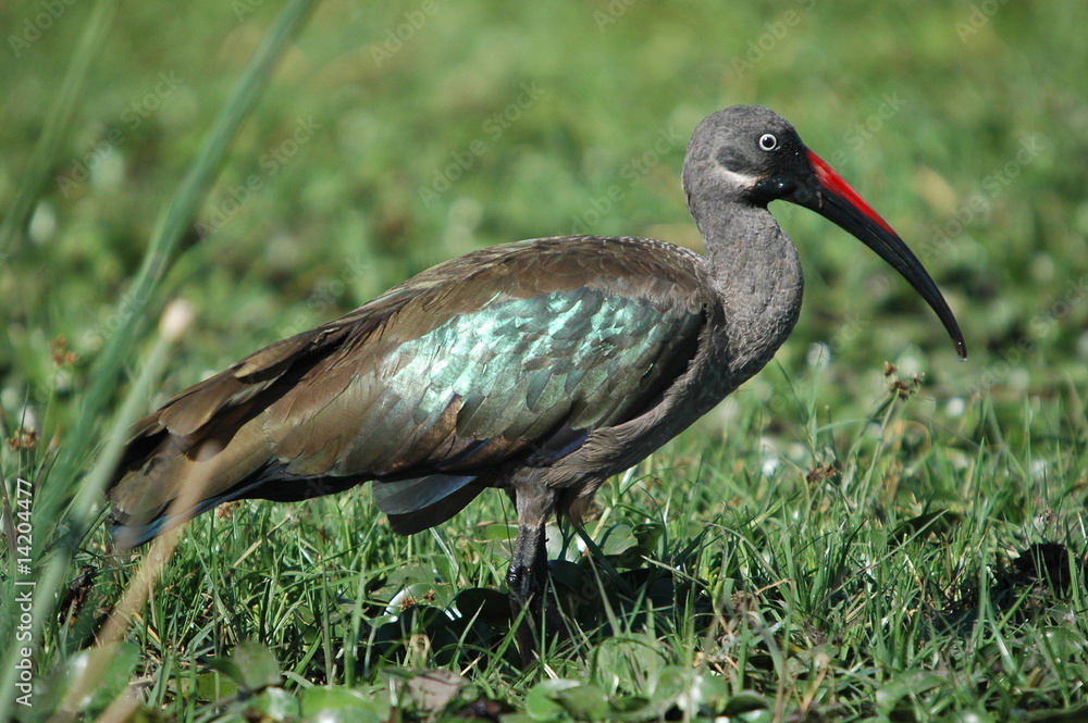 Naklejka premium Hadada Ibis, Bostrychia hagedas, Naivasha Lake, Kenya, Africa