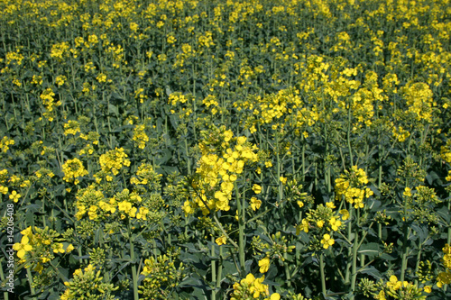 rape field