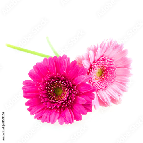 Two pink gerber on white background