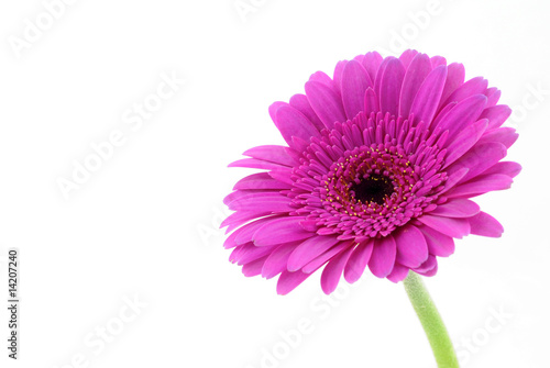 Pink gerber isolated on white background