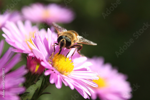 bee on a flower © Olga Lipatova