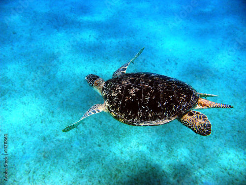 Sea turtle in Red sea