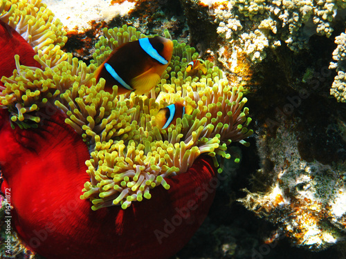 Sea anemones and two-banded clownfishes