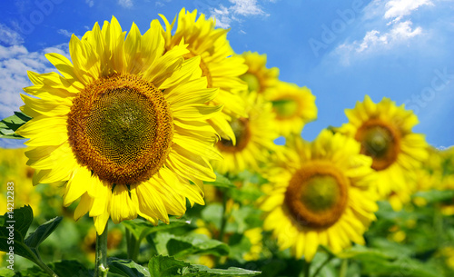 sunflowers © Andrey Volokhatiuk