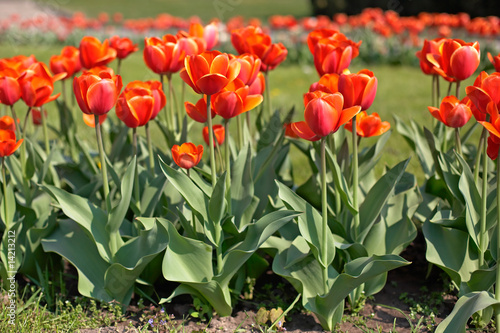 Wonderful tulips