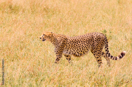 cheetah in the field