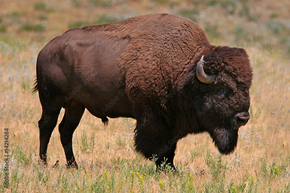 BISON,CUSTER PARK,SOUTH DAKOTA_USA BISON,CUSTER PARK,SOUTH DAKOTA_USA