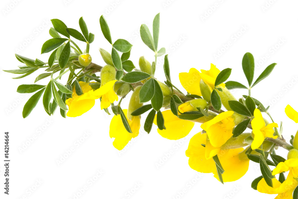 Obraz premium blooming forsythia