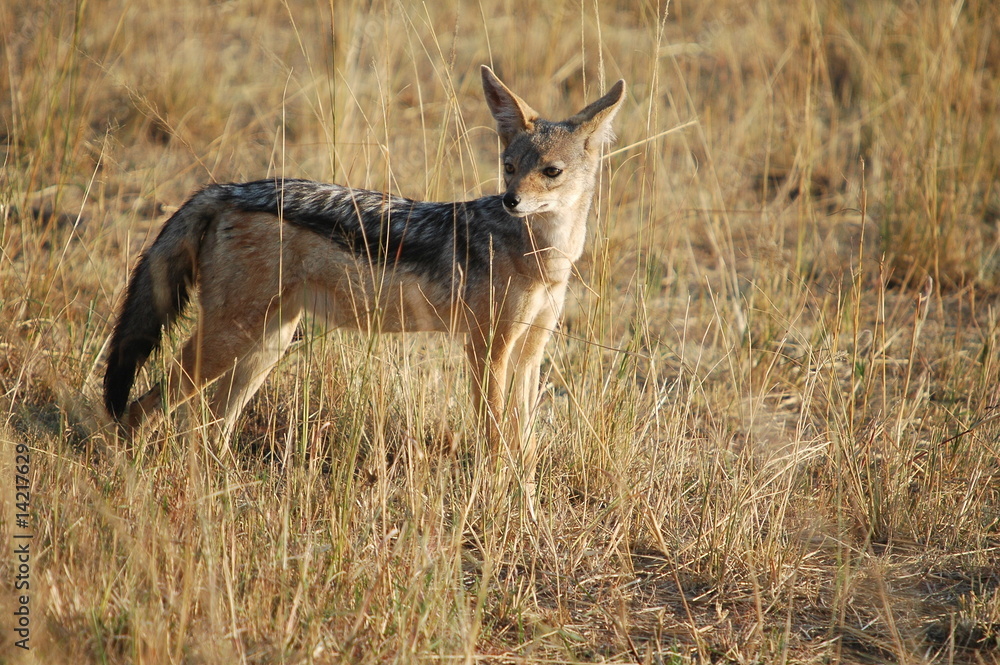 Obraz premium Black-backed Jackal (Canis mesomelas), Masai Mara, Kenya