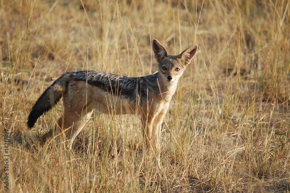 Obraz premium Black-backed Jackal (Canis mesomelas), Masai Mara, Kenya