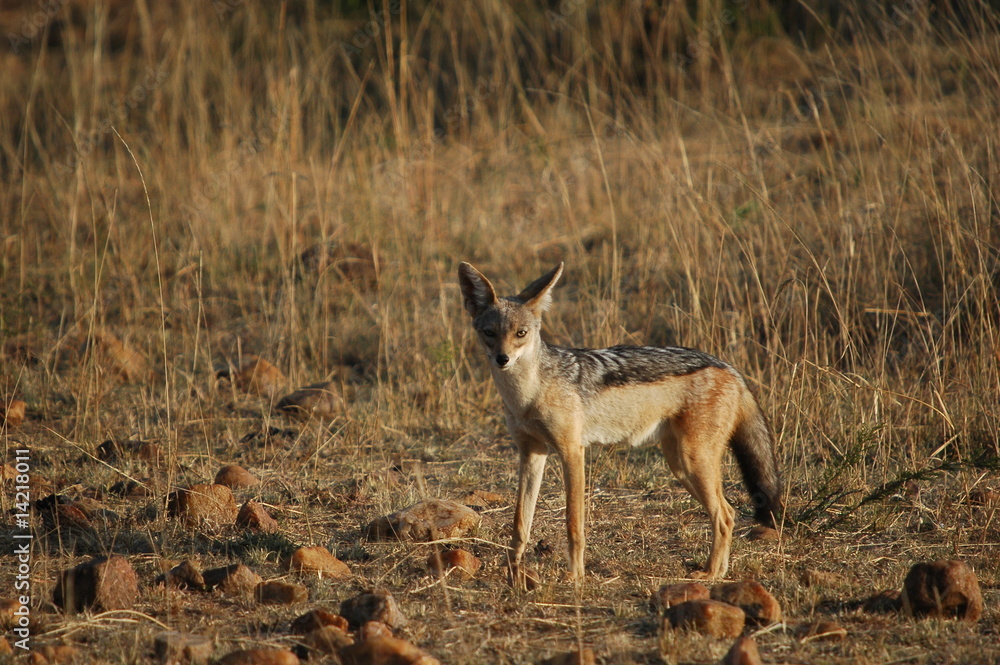 Black-backed Jackal (Canis mesomelas), Masai Mara, Kenya Black-backed Jackal (Canis mesomelas), Masai Mara, Kenya