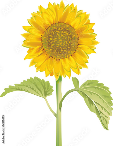sonnenblume