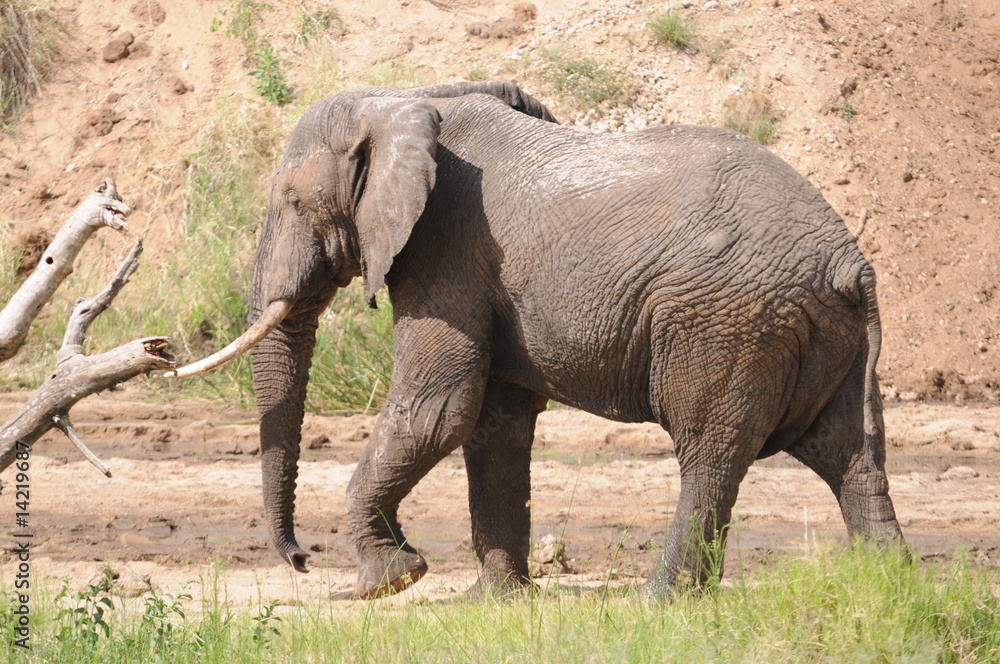 Fototapeta premium Elefant