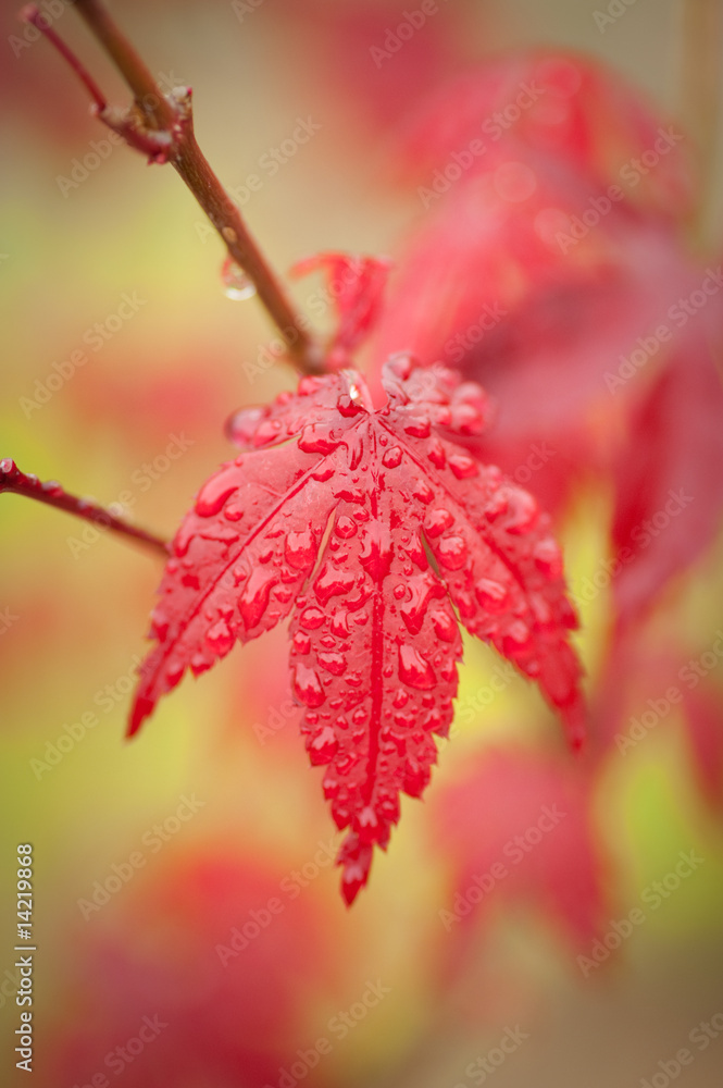 close up of Japanese Maple leaf after rain close up of Japanese Maple leaf after rain
