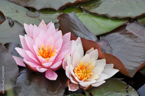 Fototapeta Naklejka Na Ścianę i Meble -  Am Teich