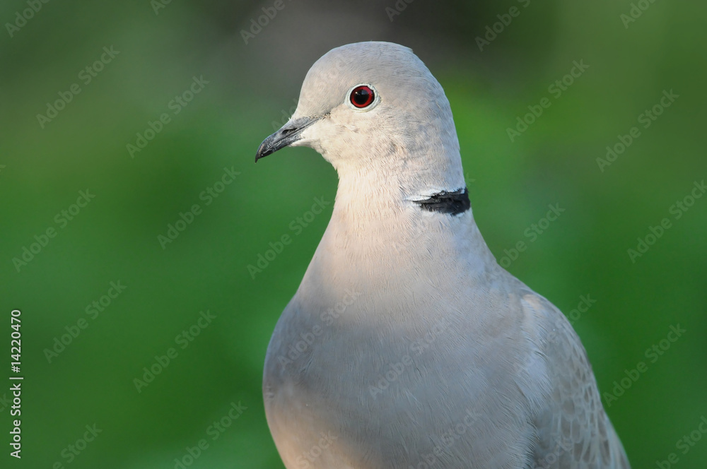 Obraz premium Taube 2