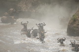 The great migration of wildebeest, Masai Mara, Kenya