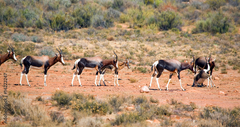 Naklejka premium Bontebok