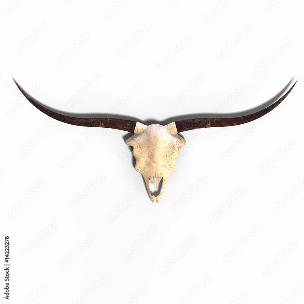 Fototapeta premium skull of a dead animal