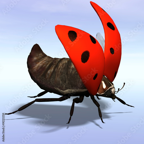 Ladybug #02 photo