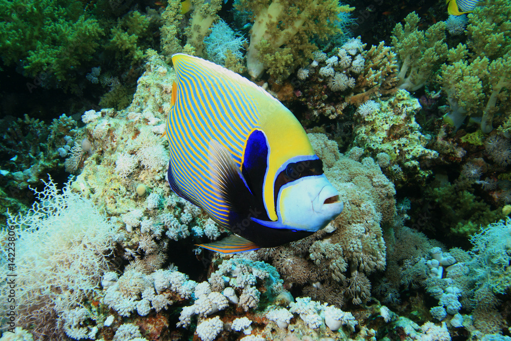Emperor Angelfish (Pomacanthus imperator) Emperor Angelfish (Pomacanthus imperator)
