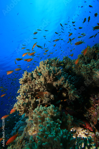 Fototapeta Naklejka Na Ścianę i Meble -  Corals and Tropical fish