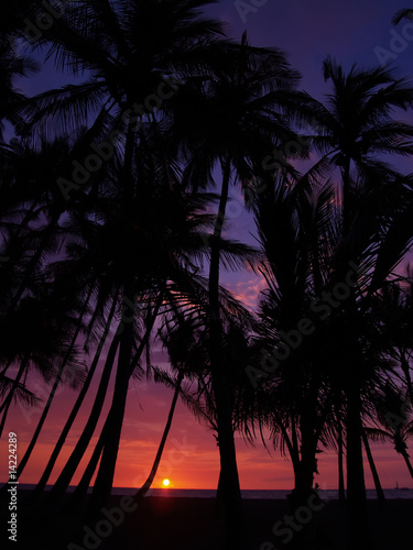 Sunset at Waikoloa and palm tree