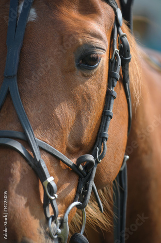 Portrait of a thoroughbred horse just before a race