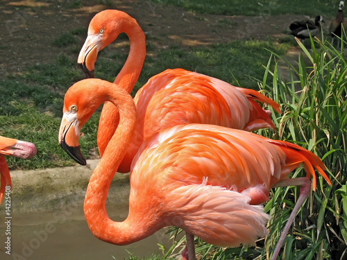 Obraz na płótnie natura ptak flamingo zwierzę