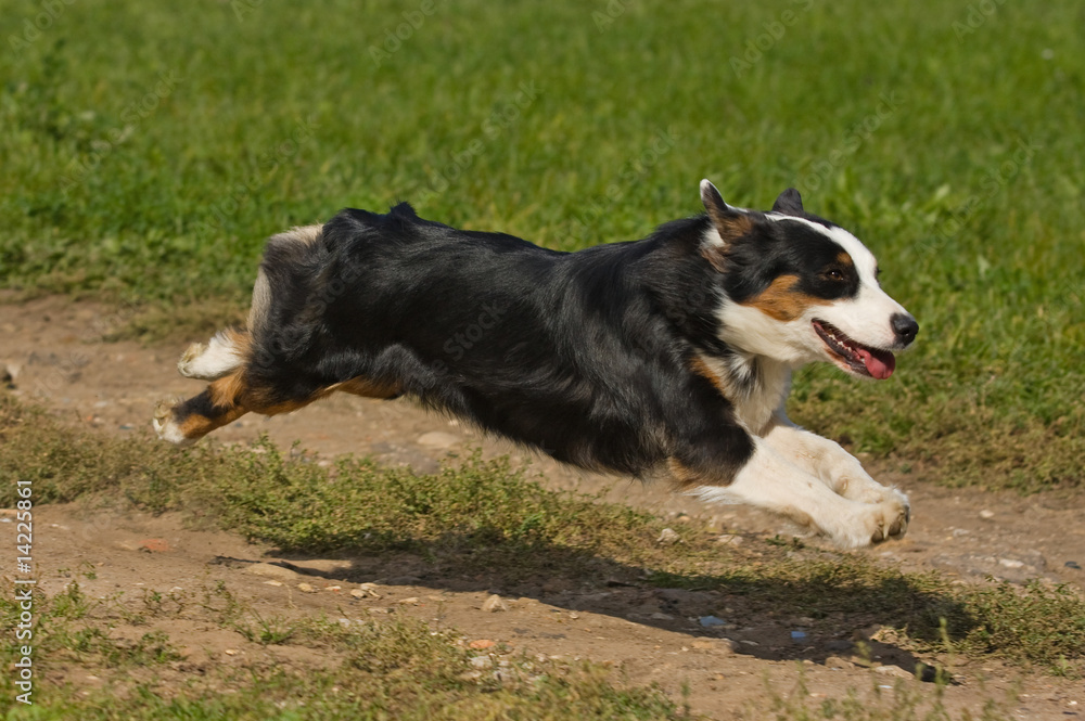 Australian Shepherd dog in outdoor setting Australian Shepherd dog in outdoor setting