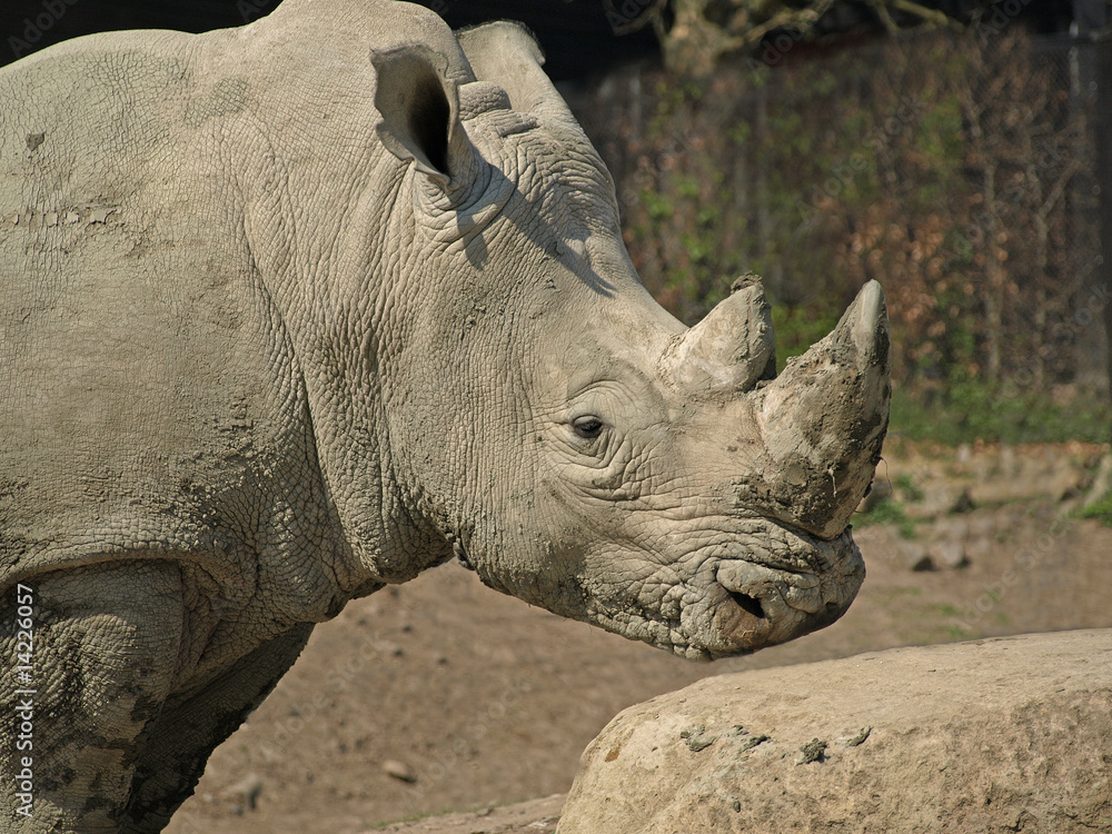 Obraz premium african rhino