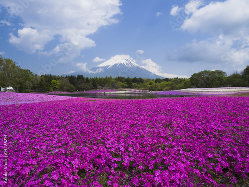 Fototapeta Naklejka Na Ścianę i Meble -  富士山と芝桜