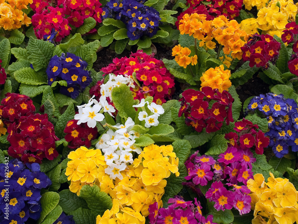 Bunch of multi colored flowers arranged together Bunch of multi colored flowers arranged together
