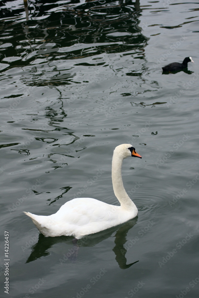 Fototapeta premium Cigni