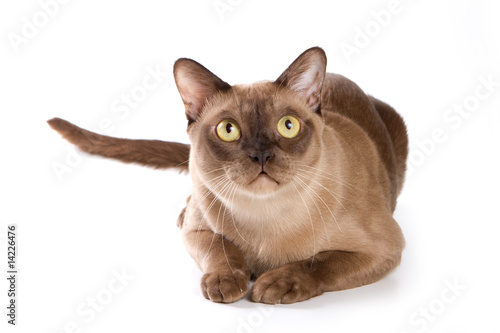 Tablou pe pânză Burmese cat on white background