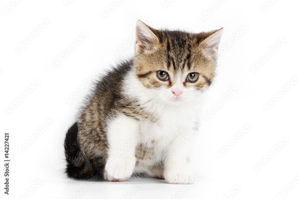 British kitten on white background